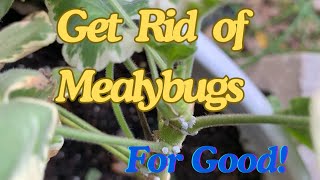 😲Say Goodbye to Mealybugs in Geraniums and Other Plants With This Simple Trick 🍃 [upl. by Acirderf]