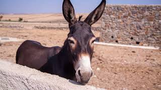 What Do Donkeys Eat Foods That You Should Feed Them [upl. by Lecirg]