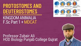 Protostomes and Deuterostomes by Zubair AliMDCATCh10 Lec3 [upl. by Reivilo979]