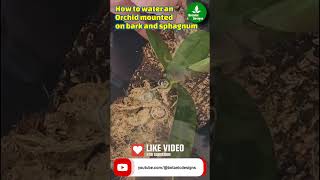 How to water an Orchid mounted on bark and sphagnum [upl. by Notrab]