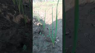 Best herbicide for weeds control in garlic field  farming  farming garlic [upl. by Mirabel47]