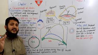 Gastrulation Development of chick  Fsc MDCAT urduhindi lecture  Ch19  Lecture10 [upl. by Gunthar]