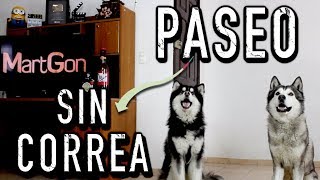 ¿Pasear a un perro SIN CORREA  MartGon [upl. by Aletse]