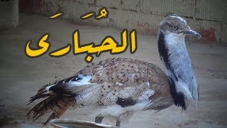 طائر الحُبَارَى  Chlamydotis undulata [upl. by Bomke]