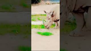 Rhinoceros Lahore ZOOminivlog mylahore cuteanimal ashortday youtubeshorts [upl. by Huberty780]