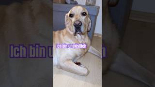 Arik ist traurig weil der Kater ihm sein Bett weggenommen hat labrador pets labradorretriever [upl. by Assirhc]