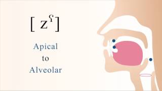 zˁ  voiced pharyngealized apical alveolar sibilant fricative [upl. by Marijn]