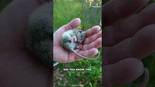 Dormouse  A Cute Rodent You Might Not Heard Of [upl. by Azeel483]