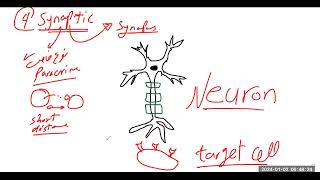 أنواع أنماط الاشارات الخلوية Modes Types of cell signaling [upl. by Helbonnah]