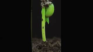 🔴Seed Germination అవ్వట్లేదా shorts seedgermination gardening tips soilmix [upl. by Odin]