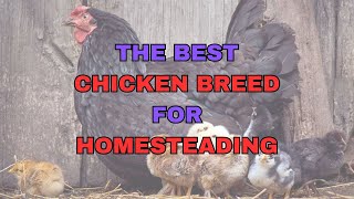 Discovering the Best Chicken Breed for Homesteading [upl. by Scrope]