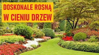 Byliny okrywowe i zadarniające do cienia Wspaniale kwitną pod drzewami [upl. by Cottle407]