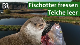 Alarm im Fischteich Fischotter plündern Teiche  Gefahr für Karpfen und Forellen  Unser Land  BR [upl. by Lahpos]