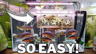 Breed 1000s of Celestial Pearl Danios with this DIY Egg Trap [upl. by Sheree]