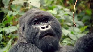 Exploring Bwindi Impenetrable One Family [upl. by Dirfliw]