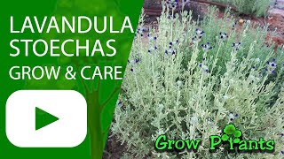 Lavandula stoechas – grow amp care French lavender [upl. by Kittie]