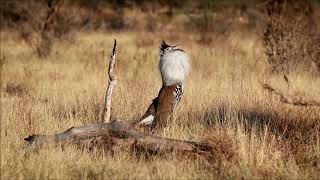 kori bustards courtship ritual [upl. by Giraud271]