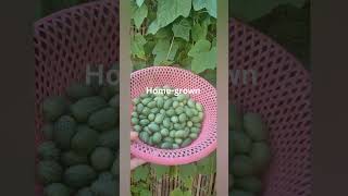 Cucamelon plant homegrown  Hanh Nguyen [upl. by Iarahs]