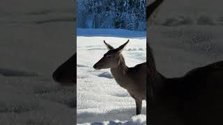 Cerva con piccolo in val di fiemme nel cuore del trentino con iphone 15 pro max zoom test 4K HDR [upl. by Gambrell695]