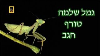 גמל שלמה טורף חגב [upl. by Ayekat]