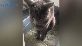 Cats And Dogs Reaction To Farts 🤢  Fluff Planet [upl. by Ellatnahc]