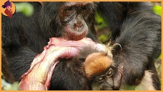 Hunting Moments By Chimpanzees Baboons And Macaques [upl. by Otxis543]