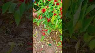 Chili farming shoots ❤️ shorts farming [upl. by Anaj]