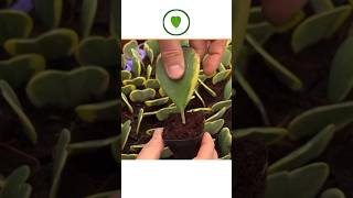 6 plants grown from leaves Which plants can be grown from leaves [upl. by Drofiar]