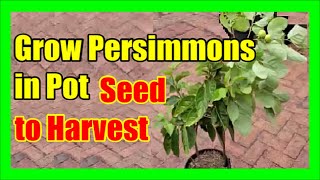 How To Grow Persimmons In Containers Care For Persimmon Tree In Pot [upl. by Lamej]