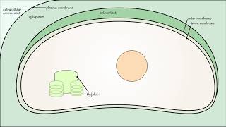 Photosynthesis  Photorespiration pt 2 [upl. by Einehpets]