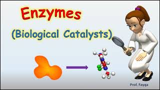 What are enzymes Cofactor Coenzyme and Prosthetic group class11 [upl. by As]