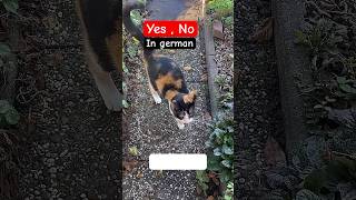 Yes and No deutschland deutsch learngermanwithfun learngermanfast europe germanlanguage [upl. by Enisamoht508]