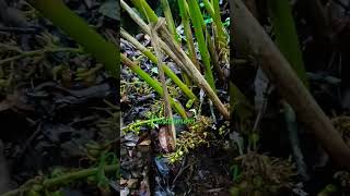 Harvesting Cardamom youtubeshorts naturevlog vlogsspices [upl. by Ahtebat]