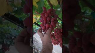 Harvest Some Cherry Coulored Grapes With Me [upl. by Keil]