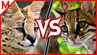 18💥Serval vs Ocelot  Alligator vs Crocodile winner [upl. by Elad192]