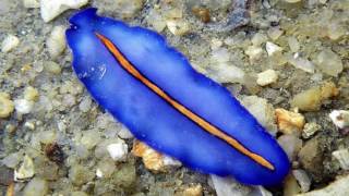 Platyhelminthes Phylum [upl. by Hallsy655]