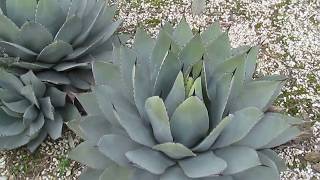 AGAVE GALLERY Agave Parryi var Parryi [upl. by Kile]