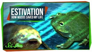 Estivation How Mucus Saved My Life [upl. by Kirrad]