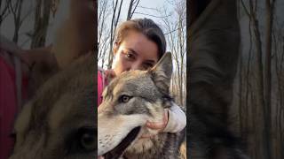 Rescuing A Wolf Dog l The Dodo [upl. by Svetlana67]