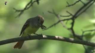 Great Crested Flycatcher with dragonfly [upl. by Breed]