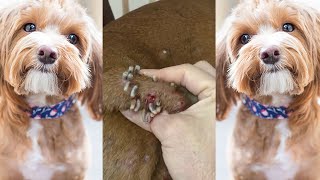 How to remove maggot in dog  Rescue remove mangoworms from dog 7 [upl. by Eiramasil]