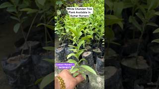 White Chandan Tree Plant shorts ytshorts plants cultivation farming nursery [upl. by Sachi]