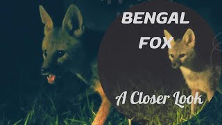 Bengal Fox Vulpes bengalensis A Closer Look [upl. by Ahsirak508]