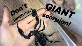 SCORPION and it’s HUGE [upl. by Atela548]