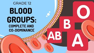 GENETICS  Blood Groups Complete and Codominance [upl. by Delaryd]