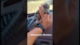 ❤️❤️  Pocket Monkey  Marmoset  India  Cutest  ❤️❤️ [upl. by Aruabea]