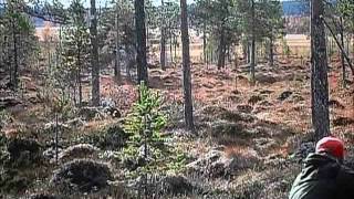 Moose hunting Rendalen Norway Elgjakt Rendalen [upl. by Ahsitnauq]