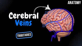 Cerebral Veins Deep amp Superficial  Diploic and Emissary Veins  Anatomy [upl. by Alrich]