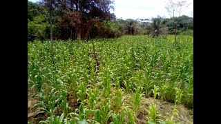 Kisangani Yamotonga farms [upl. by Karylin]