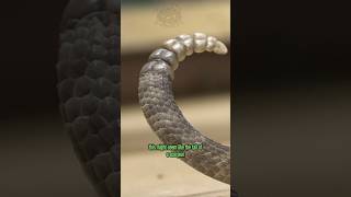 Neotropical Rattlesnake scorpion tail [upl. by Aihseit945]